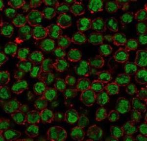 Immunofluorescent analysis of K562 cells stained with Anti-QKI Antibody [PCRP-QKI-2F10] followed by Goat Anti-Mouse IgG (CF and #174; 488) (Green). CF and #174; 640R Phalloidin (Red)