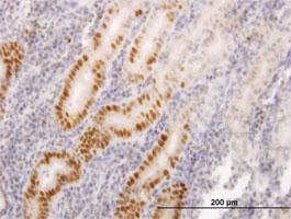 Anti-LIG1 Mouse Monoclonal Antibody [clone: 10G12]