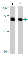 Anti-BACE2 Rabbit Polyclonal Antibody