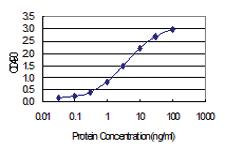 Anti-IL32 Polyclonal Antibody Pair