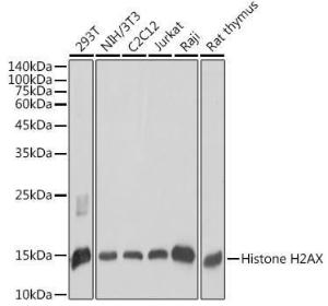 Western blot analysis of extracts of various cell lines, using Anti-Histone H2A.X Antibody (A80779) at 1:1000 dilution. The secondary Antibody was Goat Anti-Rabbit IgG H&L Antibody (HRP) at 1:10000 dilution. Lysates/proteins were present at 25 µg per lane