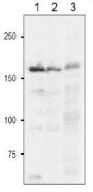 Anti-Fd-GOGAT antibody