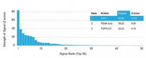 Analysis of protein array containing more than 19,000 full-length human proteins using Anti-AKT1 Antibody [AKT1/2784]