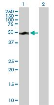 Anti-SMU1 Mouse Polyclonal Antibody