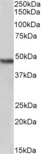 Biotinylated EB05707 (2 µg/ml) staining of Human Kidney lysate (35 µg protein in RIPA buffer), exactly mirroring its parental non-biotinylated product. Primary incubation was 1 hour. Detected by chemiluminescence, using streptavidin-HRP and using NAP blocke