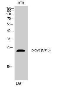 Anti-p23 Rabbit Polyclonal Antibody