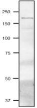 Anti-Fd-GOGAT antibody