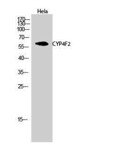 Western blot analysis of Hela cells using Anti-Cytochrome P450 4F2 Antibody