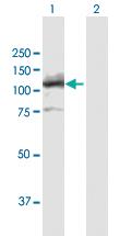 Anti-LIG4 Mouse Polyclonal Antibody