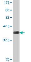 Anti-RAPSN Mouse Polyclonal Antibody