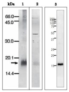 Anti-Ferredoxin Antibody