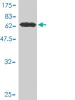 Anti-STAT5B Mouse Monoclonal Antibody [clone: 1A1]