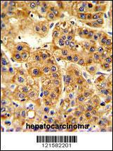 Anti-SIL1 Rabbit Polyclonal Antibody (Biotin)