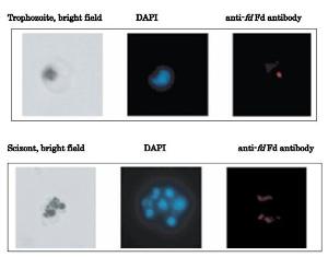 Anti-Ferredoxin Antibody