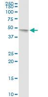 Anti-TAF7 Rabbit Polyclonal Antibody