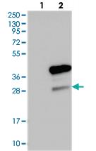 Anti-MEA1 Rabbit Polyclonal Antibody