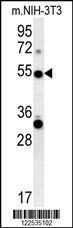 Anti-TRAF3 Rabbit Polyclonal Antibody (Biotin)