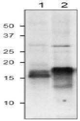 Anti-Ferredoxin Antibody