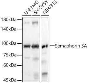 Western blot analysis of variou