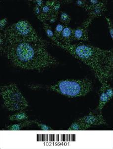 Anti-NOTCH3 Rabbit Polyclonal Antibody