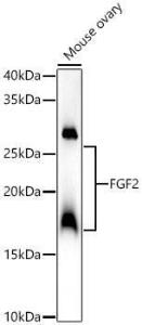 Western blot analysis of Mouse ovary, using Anti-FGF2 Antibody (A308408) at 1:2000 dilution