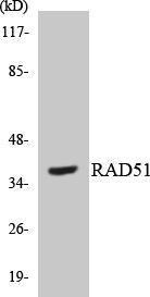 Western blot analysis of the lysates from HUVEC cells using Anti-RAD51 Antibody