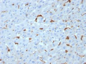 Immunohistochemical analysis of formalin-fixed, paraffin-embedded human liver using Anti-C1QA Antibody [C1QA/2953]