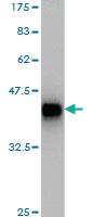 Anti-STAT5B Mouse Monoclonal Antibody [clone: 5D6]