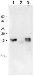 Anti-Ferredoxin-1 Antibody