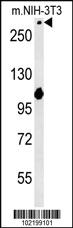 Anti-NOTCH3 Rabbit Polyclonal Antibody