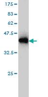 Anti-GOLGA7 Mouse Monoclonal Antibody [clone: 2H8]