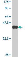 Anti-POU2AF1 Mouse Polyclonal Antibody