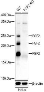 Western blot analysis of extracts from wild type(WT) and FGF2 Rabbit polyclonal antibody knockout (KO) HeLa cells, using Anti-FGF2 Antibody (A308408) at 1:2000 dilution