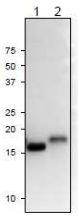 Anti-Ferredoxin-2 Antibody