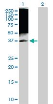 Anti-TAF7 Rabbit Polyclonal Antibody