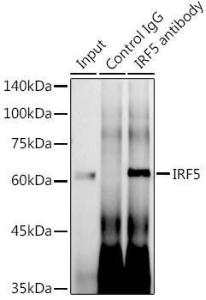 Immunoprecipitation analysis of 600 µg extracts of mouse thymus using 3 µg of Anti-IRF5 Antibody [ARC0525] (A80782) This Western blot was performed on the immunoprecipitate using Anti-IRF5 Antibody [ARC0525] (A80782) at a dilution of 1:500