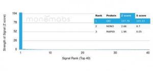 Analysis of protein array containing more than 19000 full-length human proteins using Anti-QKI Antibody [PCRP-QKI-2F10]