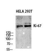 Western blot analysis of various cells using Anti-Ki67 Antibody