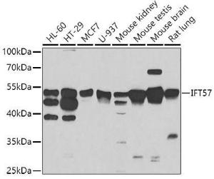 Western blot analysis of extracts of various cell lines, using Anti-IFT57 Antibody (A7191) at 1:1,000 dilution