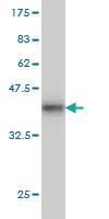 Anti-NFX1 Mouse Monoclonal Antibody [clone: 1D12]