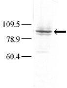 Anti-MAP4K3 Rabbit Polyclonal Antibody (Biotin)