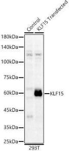 Anti-KLF15 Antibody (A10081)