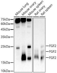 Western blot analysis of various lysates, using Anti-FGF2 Antibody [ARC51110] (A308409) at 1:1,000 dilution