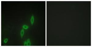 Immunofluorescence analysis of HepG2 cells using Anti-PCDH X + PCDH Y Antibody. The right hand panel represents a negative control, where the antibody was pre-incubated with the immunising peptide