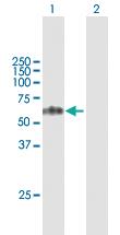 Anti-TCN1 Mouse Polyclonal Antibody