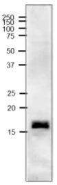 Anti-Ferredoxin-2 Antibody