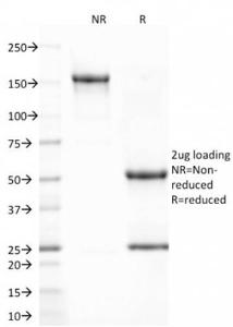 Antibody anti-CD80 C802723 100 µg