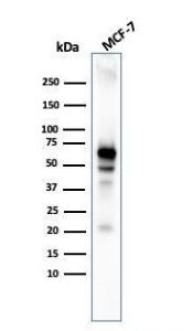 Western blot analysis of MCF-7 cell lysate using Anti-AKT1 Antibody [AKT1/3898R]