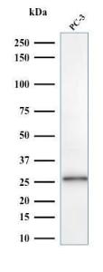 Western blot analysis of PC-3 cell lysate using Anti-C1QA Antibody [C1QA/2953]