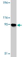 Anti-TLR11 Rabbit Polyclonal Antibody